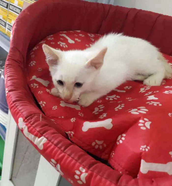 Gato ra a SRD idade 2 a 6 meses nome Mingau