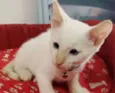 Mingau