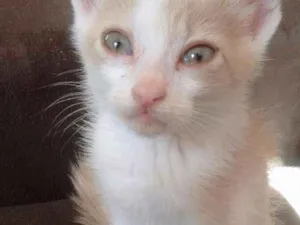 Gato raça Vira lata idade Abaixo de 2 meses nome ..