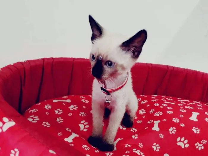 Gato ra a SIALATA idade 2 a 6 meses nome JADE