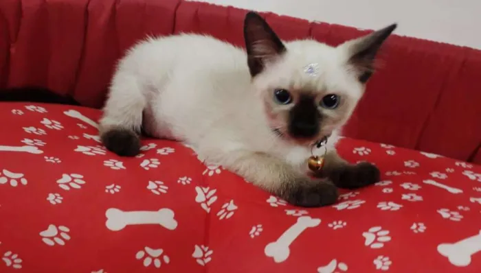 Gato ra a SIALATA idade 2 a 6 meses nome JADE
