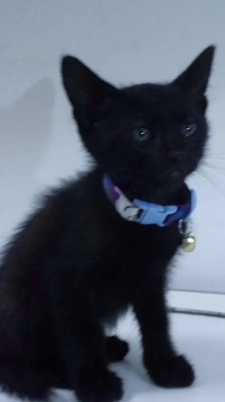 Gato ra a SRD idade 2 a 6 meses nome Sansão 