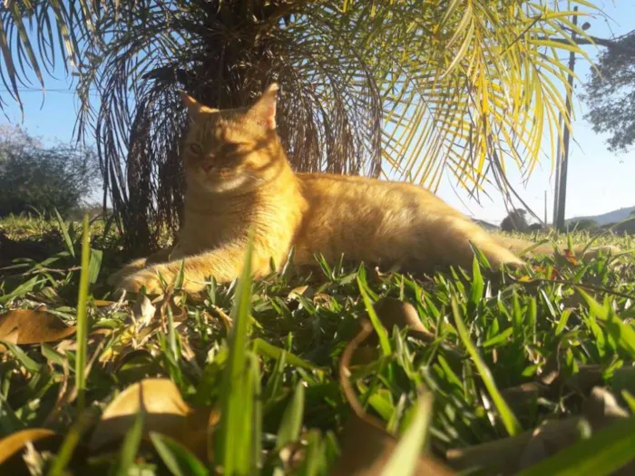 Gato ra a idade 2 anos nome Caio