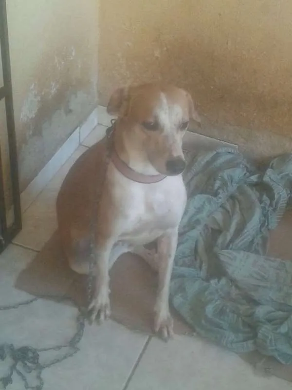 Cachorro ra a SRD idade 1 ano nome Melissa