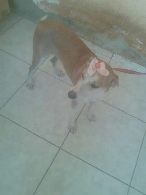 Cachorro ra a SRD idade 1 ano nome Melissa