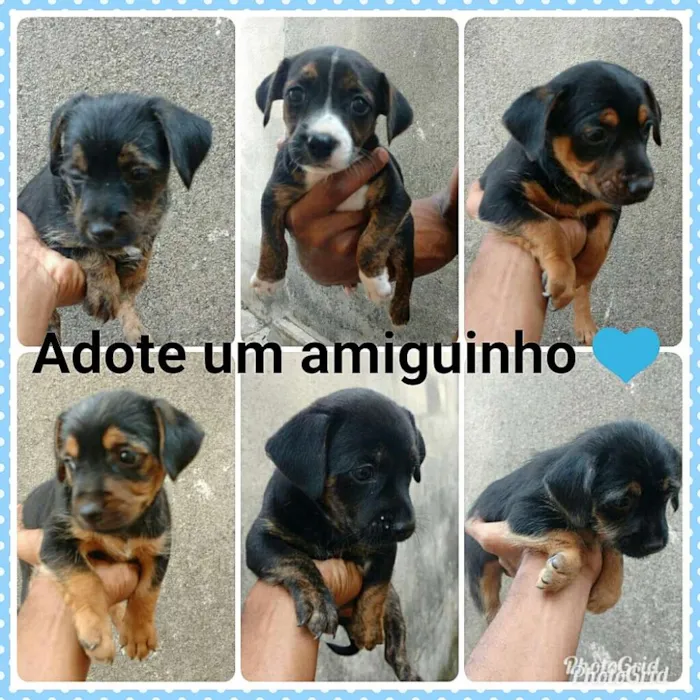 Cachorro raça Mestiço idade Abaixo de 2 meses nome Sem nome