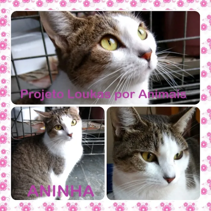 Gato ra a SRD idade 2 anos nome Toninha e Aninha