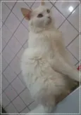 Nina