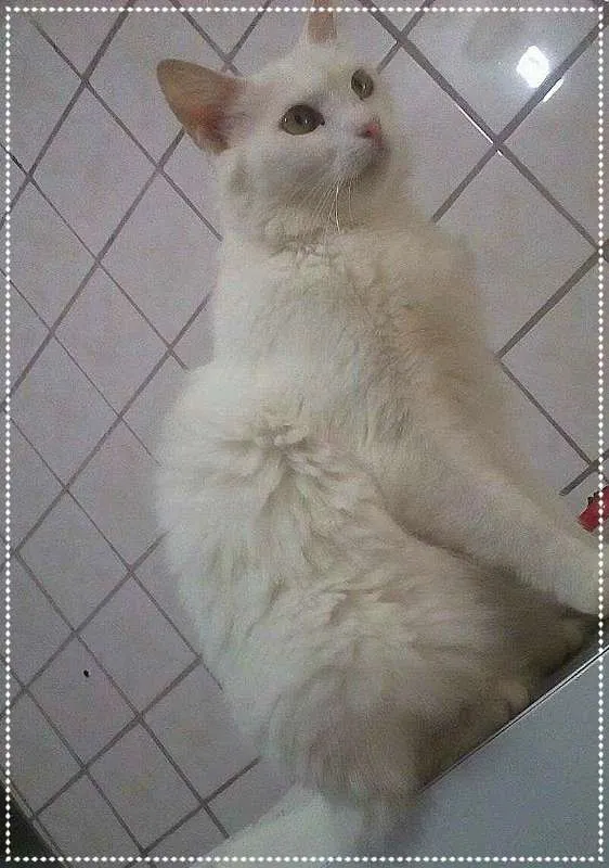 Gato ra a sRD idade 2 anos nome Nina