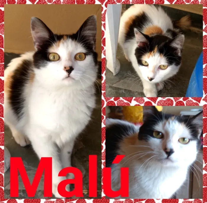 Gato ra a Srd idade 7 a 11 meses nome Zequinha e Malu