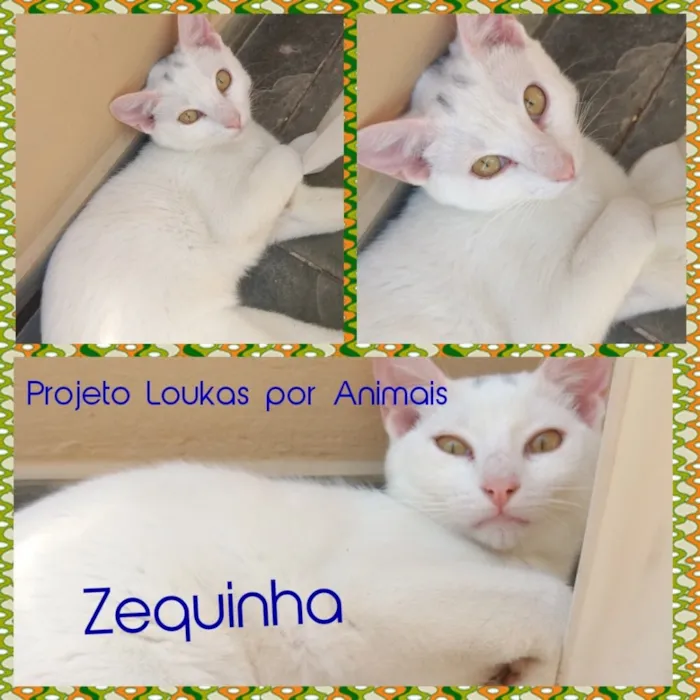 Gato ra a Srd idade 7 a 11 meses nome Zequinha e Malu