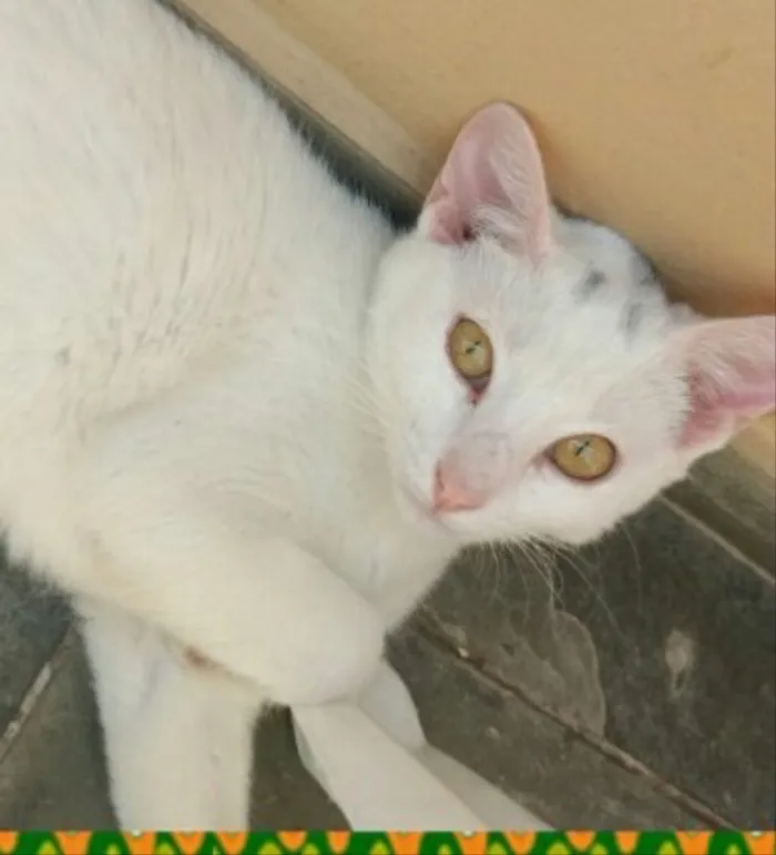 Gato ra a Srd idade 7 a 11 meses nome Zequinha e Malu