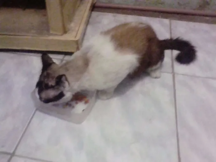 Gato ra a ciames idade 4 anos nome louro