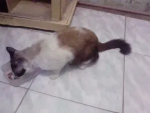 Gato raça ciames idade 4 anos nome louro