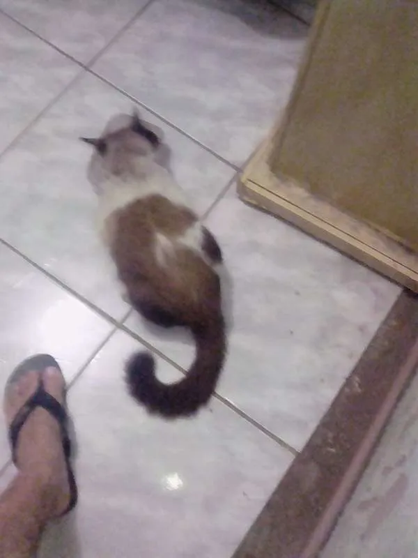 Gato ra a ciames idade 4 anos nome louro