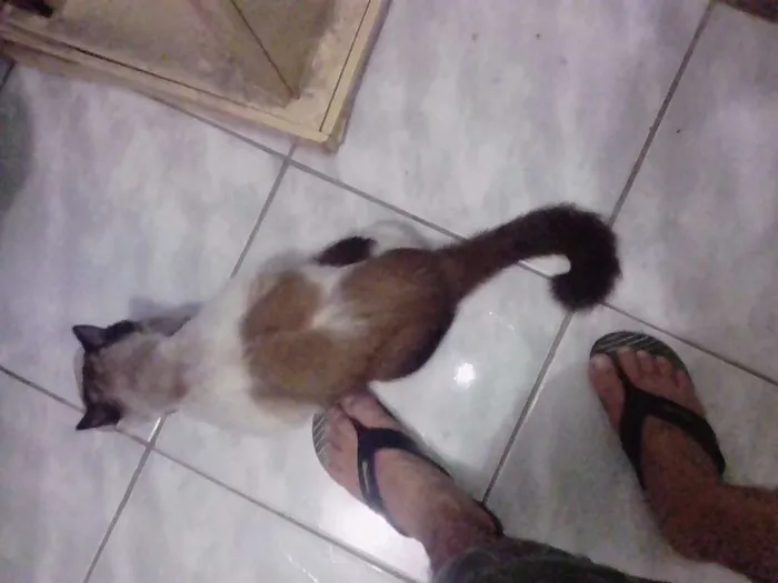 Gato ra a ciames idade 4 anos nome louro