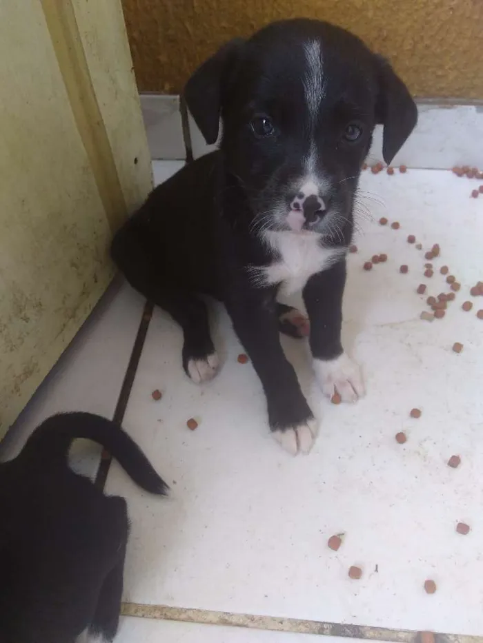 Cachorro ra a Vira lata idade Abaixo de 2 meses nome Toni