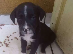 Cachorro raça Vira lata idade Abaixo de 2 meses nome Toni