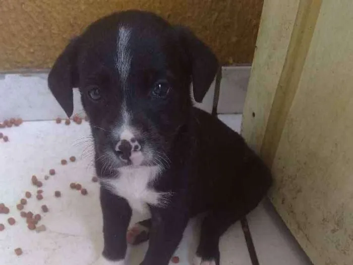 Cachorro ra a Vira lata idade Abaixo de 2 meses nome Toni