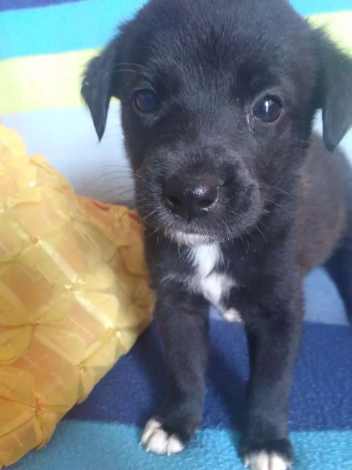 Cachorro ra a Vira lata idade Abaixo de 2 meses nome Sem nome