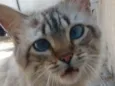 Hugo 