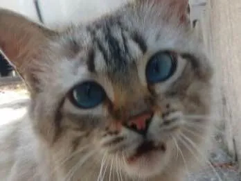 Gato ra a SRD  idade 7 a 11 meses nome Hugo 