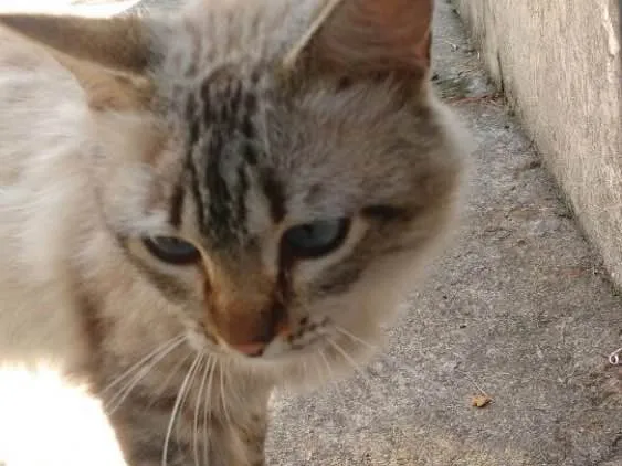 Gato ra a SRD  idade 7 a 11 meses nome Hugo 