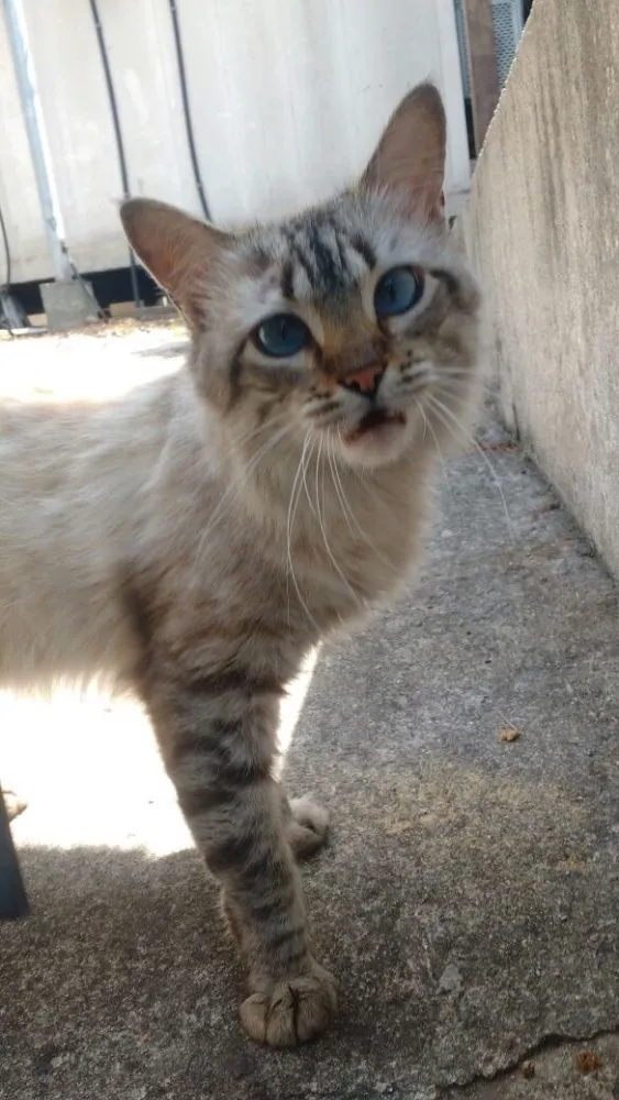 Gato ra a SRD  idade 7 a 11 meses nome Hugo 