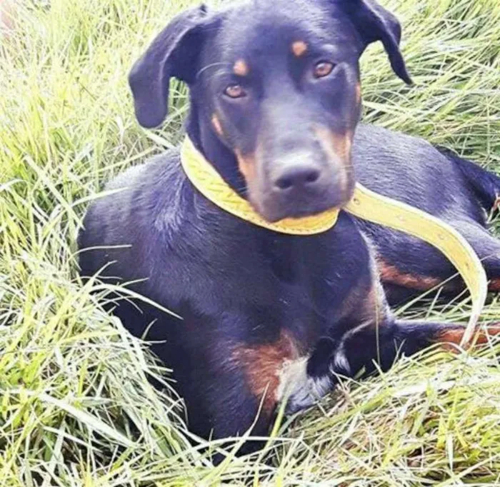 Cachorro ra a vira lata idade 3 anos nome CLÉO