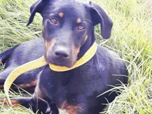 Cachorro raça vira lata idade 3 anos nome CLÉO