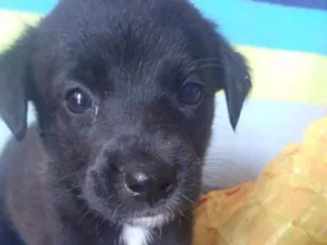 Cachorro raça Vira lata idade Abaixo de 2 meses nome Sem nome