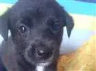 Cachorro raça Vira lata idade Abaixo de 2 meses nome Sem nome