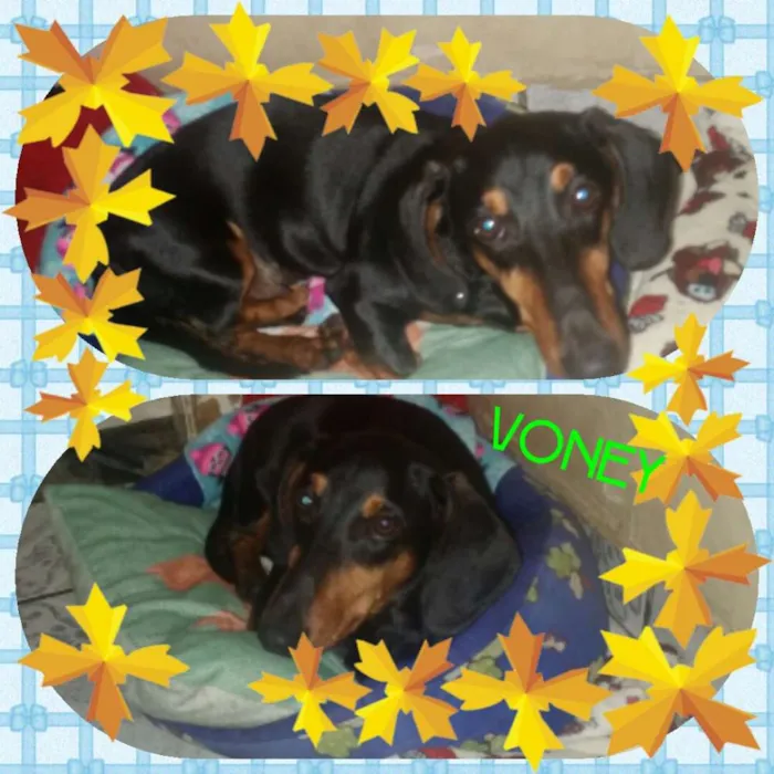 Cachorro ra a Tekel  idade 7 a 11 meses nome Voney