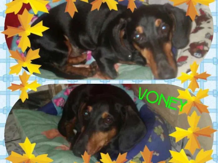 Cachorro ra a Tekel  idade 7 a 11 meses nome Voney