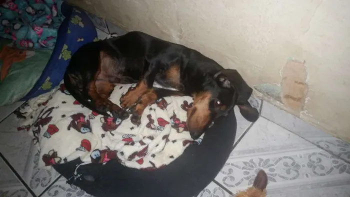 Cachorro ra a Tekel  idade 7 a 11 meses nome Voney