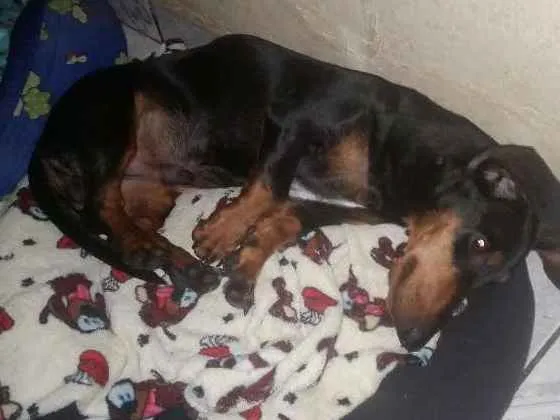 Cachorro ra a Tekel  idade 7 a 11 meses nome Voney