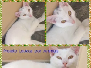 Gato raça Srd idade 7 a 11 meses nome Zequinha e Malu