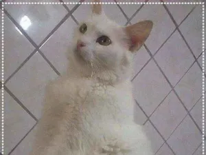 Gato raça sRD idade 2 anos nome Nina