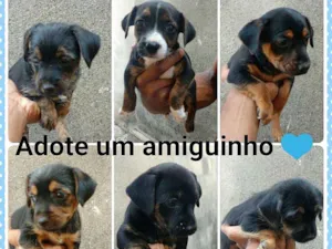 Cachorro raça Mestiço idade Abaixo de 2 meses nome Sem nome