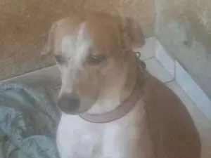Cachorro raça SRD idade 1 ano nome Melissa