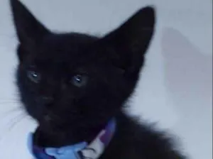 Gato raça SRD idade 2 a 6 meses nome Sansão 