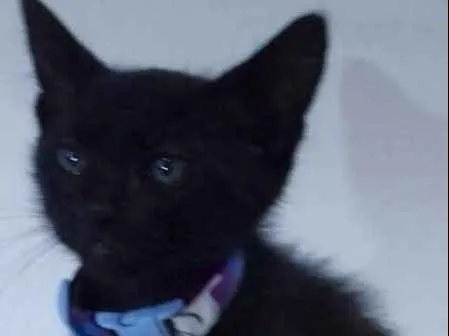 Gato ra a SRD idade 2 a 6 meses nome Sansão 