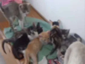 Gato raça sem raça  idade Abaixo de 2 meses nome sem nome