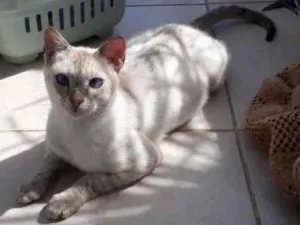 Gato raça Siamês idade 2 a 6 meses nome ZION