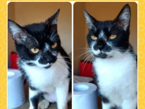 Gato raça SRD idade 2 anos nome Toninha e Aninha