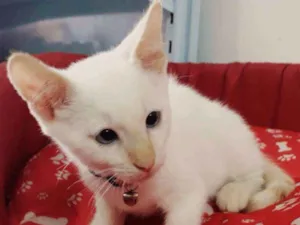 Gato raça SRD idade 2 a 6 meses nome Mingau