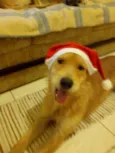 Pipoca