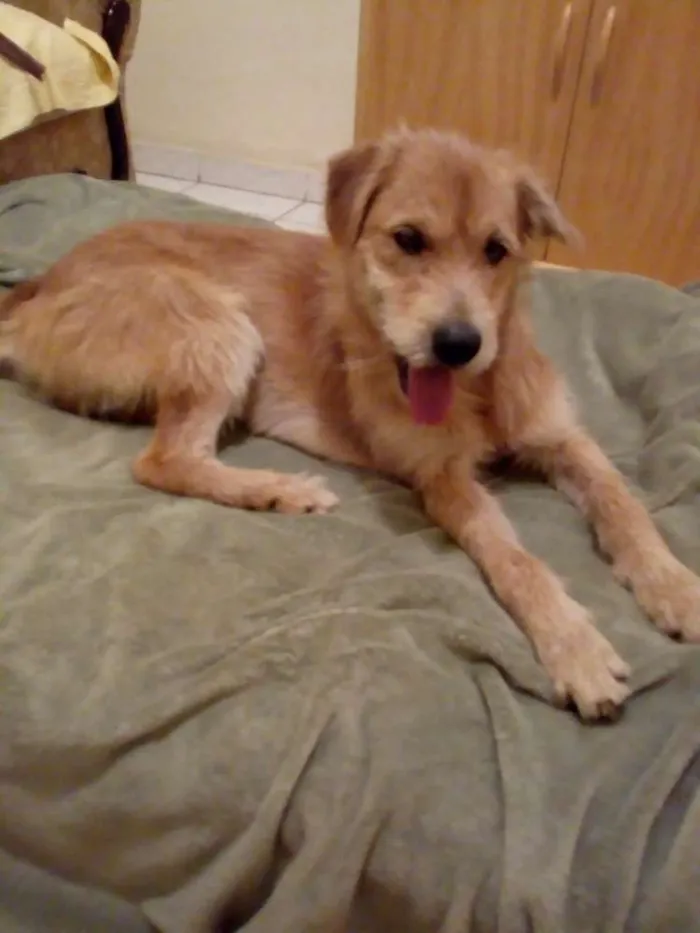 Cachorro ra a SRD idade 1 ano nome Pipoca