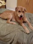 Pipoca