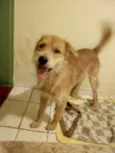 Pipoca